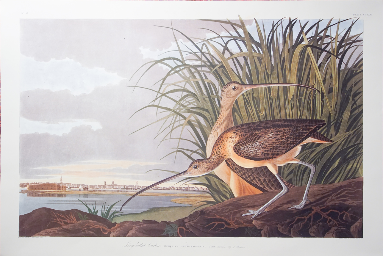 Audubon Prints