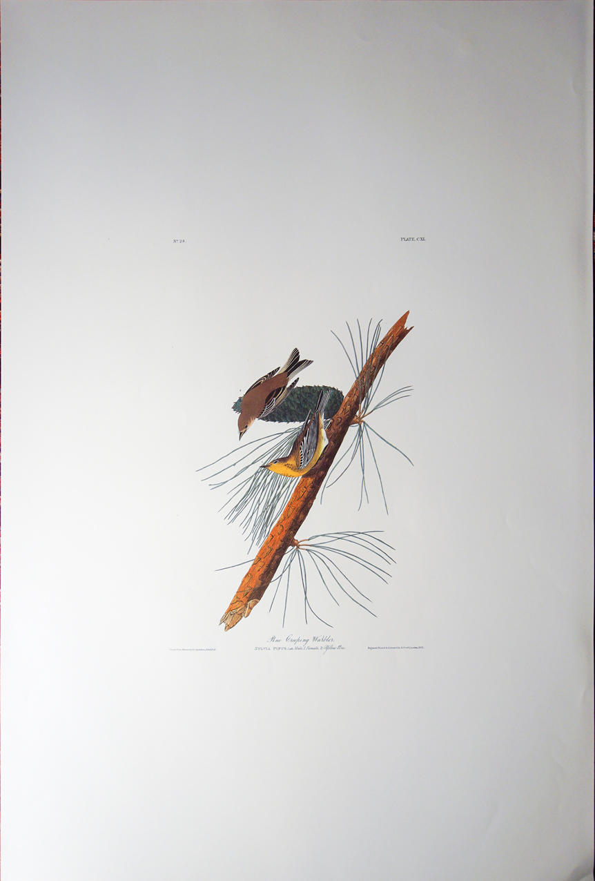 Pine-creeping Warbler